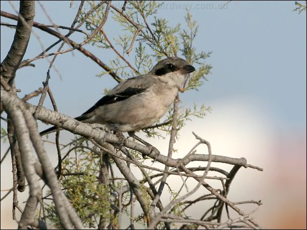 Southern Grey Shrike great_grey_shrike_53969.psd