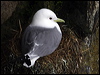 Click here to enter gallery and see photos of Black-legged Kittiwake