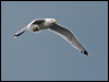 Click here to enter gallery and see photos of Caspian Gull