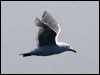 glaucous_winged_gull_67795