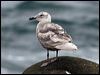 glaucous_winged_gull_69099