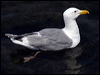 Click here to enter gallery and see photos of Glaucous-winged Gull