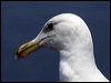 glaucous_winged_gull_69959