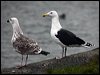 Click here to enter gallery and see photos of Great Black-backed Gull