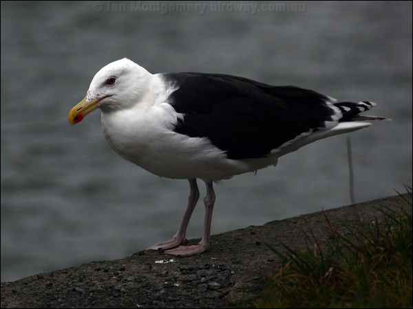 Great Black-backed Gull greatblackback_gull_83943.psd
