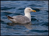 Click here to enter gallery and see photos of Herring Gull