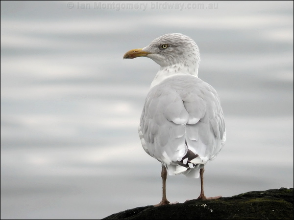 European Herring Gull herring_gull_04998.jpg