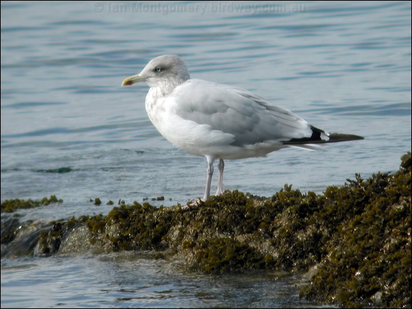 European Herring Gull herring_gull_05498.jpg