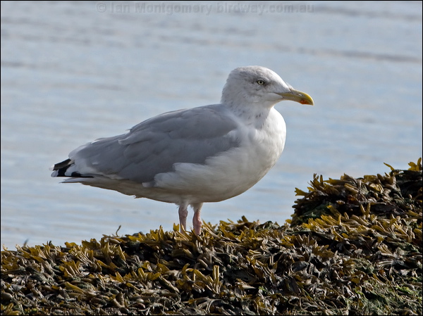 European Herring Gull herring_gull_140593.psd