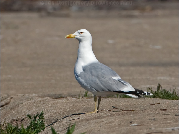 European Herring Gull herring_gull_143323.psd
