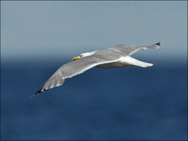 European Herring Gull herring_gull_143324.psd