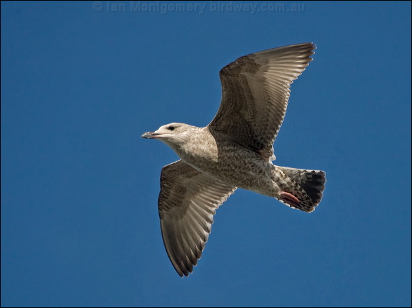 European Herring Gull herring_gull_163333.psd