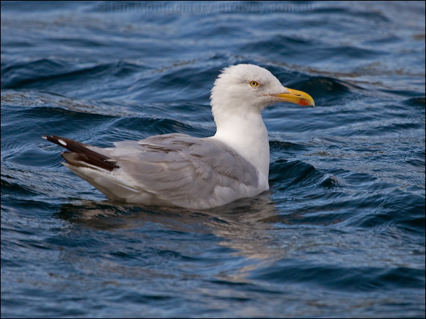 European Herring Gull herring_gull_201322.psd