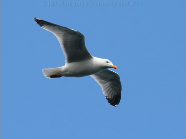 European Herring Gull herring_gull_51834.psd