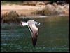 Click here to enter gallery and see photos of Laughing Gull