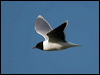Click here to enter gallery and see photos of Little Gull