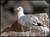 Click here to enter gallery and see photos of Mew Gull