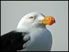 Click here to enter gallery and see photos of Pacific Gull