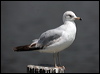 Click here to enter gallery and see photos of Ring-billed Gull