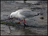 Click here to enter gallery and see photos of Silver Gull