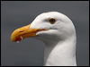 Click here to enter gallery and see photos of Western Gull