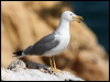 Click here to enter gallery and see photos of Yellow-legged Gull