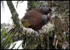 Click here to enter gallery and see photos of Chestnut-crowned Laughingthrush