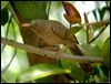 Click here to enter gallery and see photos of Jungle Babbler