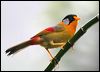 Click here to enter gallery and see photos of Silver-eared Mesia