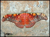 Click here to enter gallery and see photos/pictures/images of Antheraea larissa