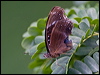 blue_banded_eggfly_181490
