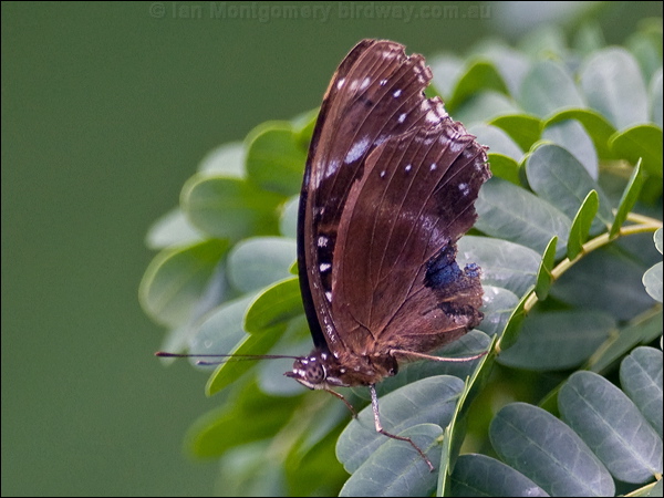 Blue-banded Eggfly blue_banded_eggfly_181490.psd