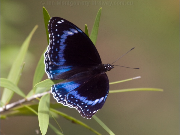 Blue-banded Eggfly blue_banded_eggfly_184536.psd