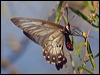 clearwngswallowtail_182593
