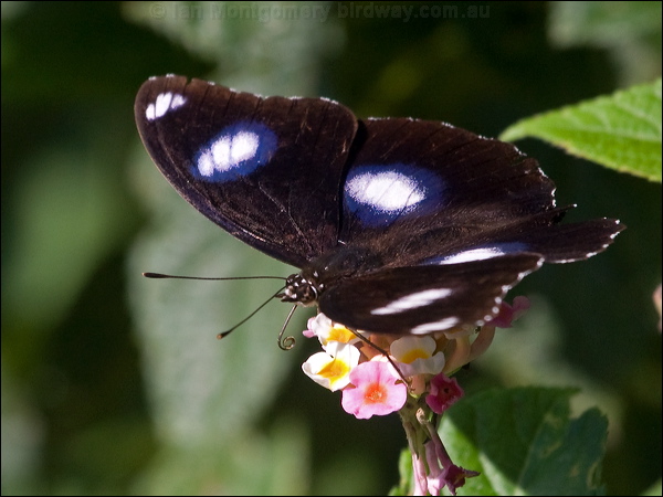 Common Eggfly common_eggfly_181452.psd