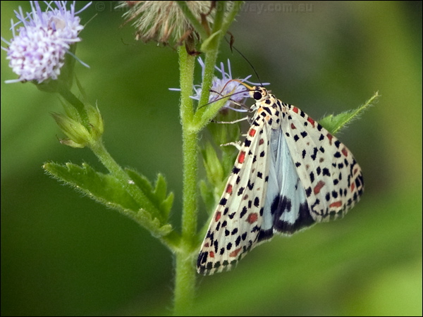 Crimson-speckled Moth crimsonspeckle_moth_181644.psd