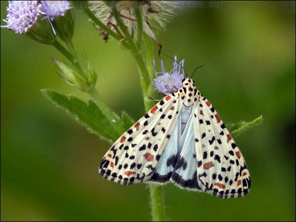 Crimson-speckled Moth crimsonspeckle_moth_181649.psd
