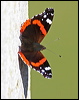 red_admiral_19951