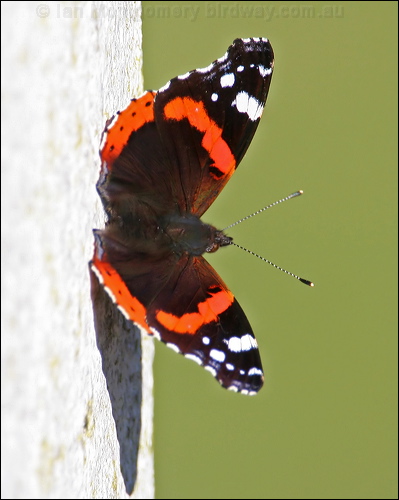 Red Admiral red_admiral_19951.psd