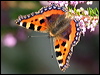 Click here to enter gallery and see photos/pictures/images of Small Tortoiseshell