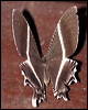 tr_swallowtail_moth_51030
