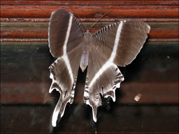 Tropical Swallowtail Moth tr_swallowtail_moth_51029.psd