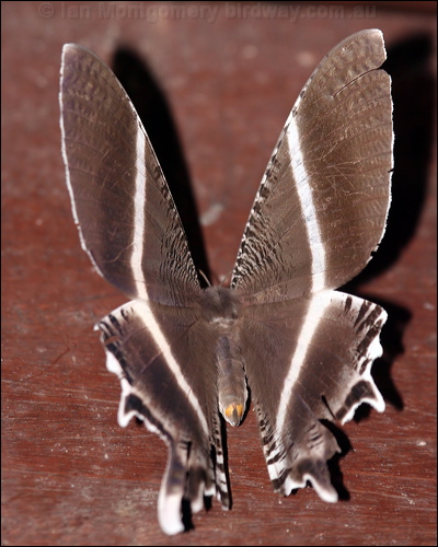 Tropical Swallowtail Moth tr_swallowtail_moth_51030.psd