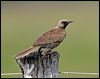 Click here to enter gallery and see photos/pictures/images of Brown Songlark