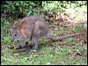 red_necked_pademelon_30018
