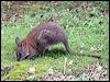 red_necked_pademelon_30019