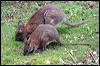 red_necked_pademelon_30023