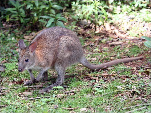 Red-necked Pademelon red_necked_pademelon_30018.psd