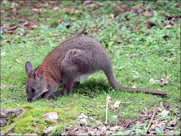 Red-necked Pademelon red_necked_pademelon_30019.psd