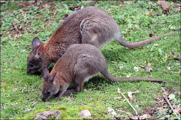 Red-necked Pademelon red_necked_pademelon_30023.psd
